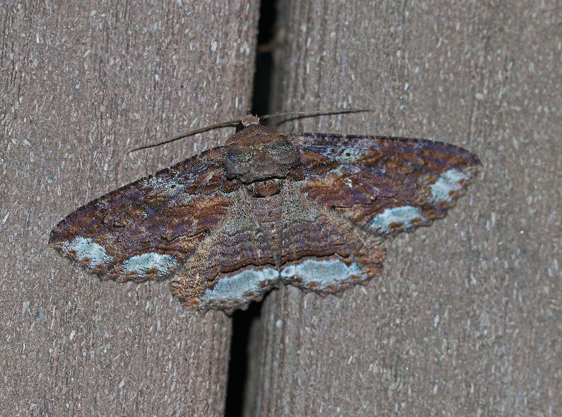 Lunate Zale - Zale lunata WS: ~50 mm. Brownish purple forewings had a bark-like pattern of thin, wavy, black lines. Double ST line was boldest from the midpoint of the outer margin to the inner margin. Whitish blue bands at AM and ST lines.<br />
<br />
Habitat: Attracted to a 395 nm LED light in a semi-rural area Geotagged,Lunate Zale,Summer,United States,Zale lunata,moth,moth week 2019,zale