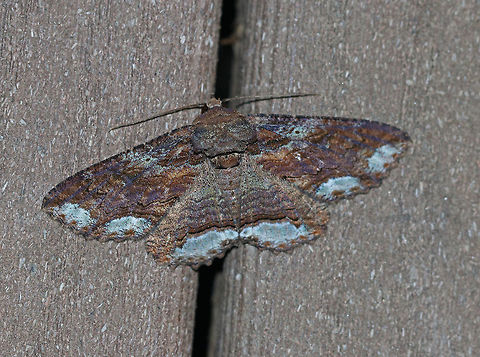 Lunate Zale - Zale lunata WS: ~50 mm. Brownish purple forewings had a bark-like pattern of thin, wavy, black lines. Double ST line was boldest from the midpoint of the outer margin to the inner margin. Whitish blue bands at AM and ST lines.

Habitat: Attracted to a 395 nm LED light in a semi-rural area Geotagged,Lunate Zale,Summer,United States,Zale lunata,moth,moth week 2019,zale