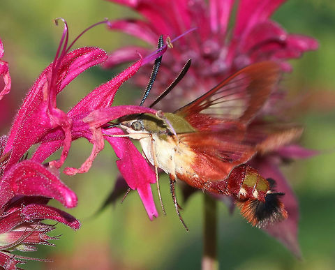 Hummingbird Clearwing Moth - Hemaris thysbe Appearance is variable. The thorax is olive in color dorsally and pale yellow ventrally. The abdomen is dark burgundy dorsally and ventrally with light olive/dark golden patches dorsally. Wings are mostly clear with reddish brown terminal borders.

Habitat: Rural butterfly garden
https://www.jungledragon.com/image/82279/hummingbird_clearwing_moth_-_hemaris_thysbe.html
https://www.jungledragon.com/image/82278/hummingbird_clearwing_moth_-_hemaris_thysbe.html Geotagged,Hemaris thysbe,Hummingbird Clearwing,Summer,United States,moth,moth week 2019