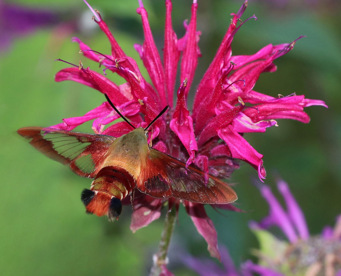 Hummingbird Clearwing Moth - Hemaris thysbe Appearance is variable. The thorax is olive in color dorsally and pale yellow ventrally. The abdomen is dark burgundy dorsally and ventrally with light olive/dark golden patches dorsally. Wings are mostly clear with reddish brown terminal borders.<br />
<br />
Habitat: Rural butterfly garden<br />
<figure class="photo"><a href="https://www.jungledragon.com/image/82277/hummingbird_clearwing_moth_-_hemaris_thysbe.html" title="Hummingbird Clearwing Moth - Hemaris thysbe"><img src="https://s3.amazonaws.com/media.jungledragon.com/images/3232/82277_thumb.jpg?AWSAccessKeyId=05GMT0V3GWVNE7GGM1R2&Expires=1767225610&Signature=7c%2FL1bzlqahwJFu6QTQaDqX0iTw%3D" width="200" height="162" alt="Hummingbird Clearwing Moth - Hemaris thysbe Appearance is variable. The thorax is olive in color dorsally and pale yellow ventrally. The abdomen is dark burgundy dorsally and ventrally with light olive/dark golden patches dorsally. Wings are mostly clear with reddish brown terminal borders.<br />
<br />
Habitat: Rural butterfly garden<br />
https://www.jungledragon.com/image/82279/hummingbird_clearwing_moth_-_hemaris_thysbe.html<br />
https://www.jungledragon.com/image/82278/hummingbird_clearwing_moth_-_hemaris_thysbe.html Geotagged,Hemaris thysbe,Hummingbird Clearwing,Summer,United States,moth,moth week 2019" /></a></figure><br />
<figure class="photo"><a href="https://www.jungledragon.com/image/82279/hummingbird_clearwing_moth_-_hemaris_thysbe.html" title="Hummingbird Clearwing Moth - Hemaris thysbe"><img src="https://s3.amazonaws.com/media.jungledragon.com/images/3232/82279_thumb.jpg?AWSAccessKeyId=05GMT0V3GWVNE7GGM1R2&Expires=1767225610&Signature=8st3EYyZCxoyvi86BVaBJN%2B1VIc%3D" width="200" height="164" alt="Hummingbird Clearwing Moth - Hemaris thysbe Appearance is variable. The thorax is olive in color dorsally and pale yellow ventrally. The abdomen is dark burgundy dorsally and ventrally with light olive/dark golden patches dorsally. Wings are mostly clear with reddish brown terminal borders.<br />
<br />
Habitat: Rural butterfly garden<br />
https://www.jungledragon.com/image/82277/hummingbird_clearwing_moth_-_hemaris_thysbe.html<br />
https://www.jungledragon.com/image/82278/hummingbird_clearwing_moth_-_hemaris_thysbe.html Geotagged,Hemaris thysbe,Hummingbird Clearwing,Summer,United States,moth,moth week 2019" /></a></figure> Geotagged,Hemaris thysbe,Hummingbird Clearwing,Summer,United States,moth week 2019