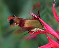 Hummingbird Clearwing Moth - Hemaris thysbe Appearance is variable. The thorax is olive in color dorsally and pale yellow ventrally. The abdomen is dark burgundy dorsally and ventrally with light olive/dark golden patches dorsally. Wings are mostly clear with reddish brown terminal borders.<br />
<br />
Habitat: Rural butterfly garden<br />
https://www.jungledragon.com/image/82277/hummingbird_clearwing_moth_-_hemaris_thysbe.html<br />
https://www.jungledragon.com/image/82278/hummingbird_clearwing_moth_-_hemaris_thysbe.html Geotagged,Hemaris thysbe,Hummingbird Clearwing,Summer,United States,moth,moth week 2019