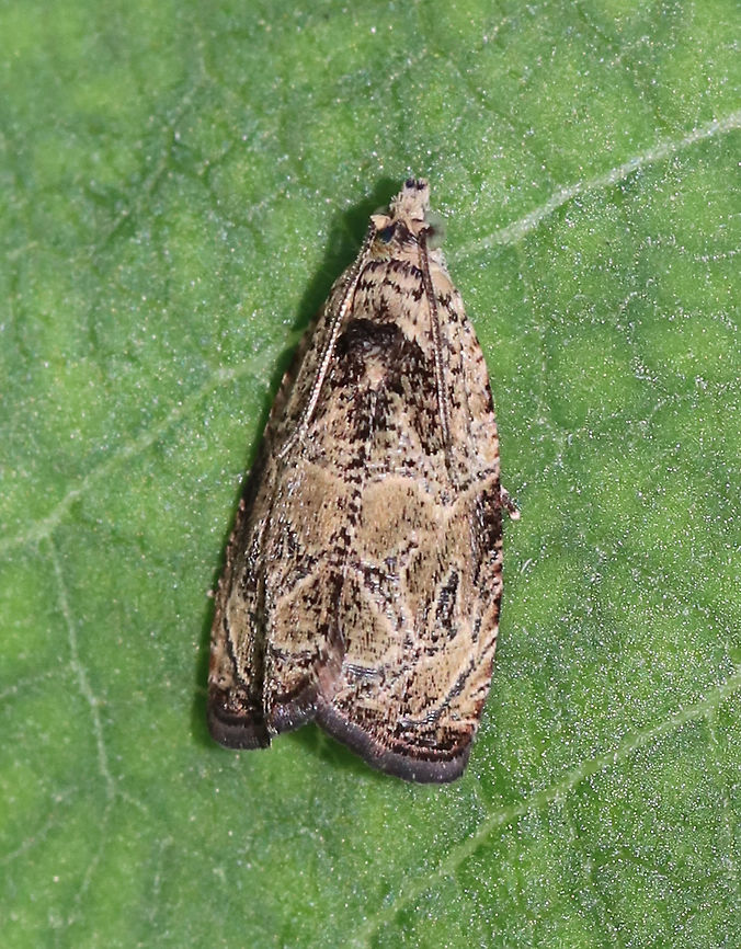 Raspberry Leafroller Moth - Olethreutes permundana Habitat: Resting on vegetation in a small, rural garden bordering a mixed, swampy forest. Geotagged,Olethreutes permundana,Raspberry Leafroller Moth,Summer,United States,moth,moth week 2019
