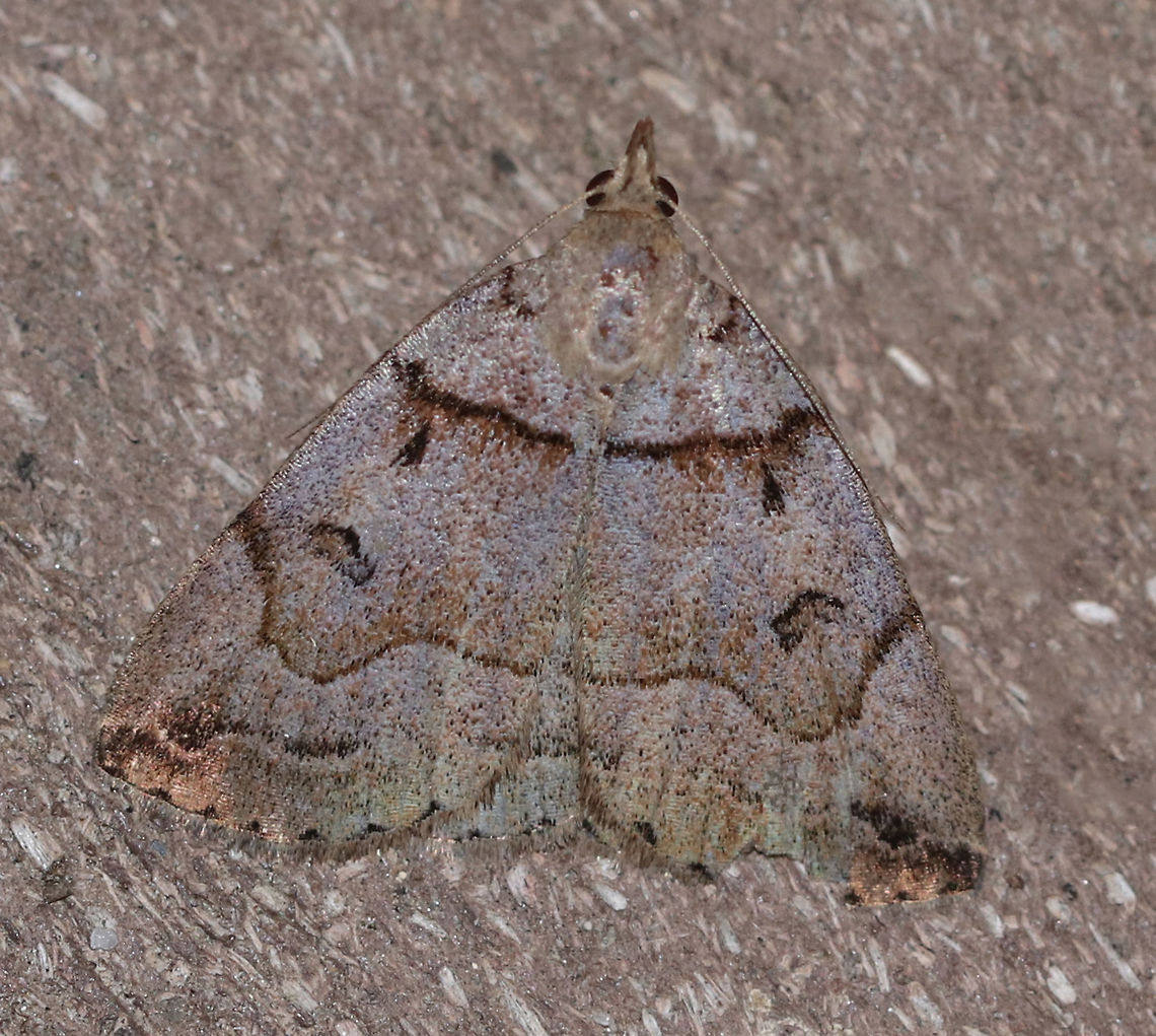 Variable Fan-Foot - Zanclognatha laevigata TL: ~20 mm. Very variable species!<br />
<br />
Habitat: Attracted to a light in a semi-rural area Geotagged,Summer,United States,Variable Fan-Foot,Zanclognatha laevigata,moth,moth week 2019