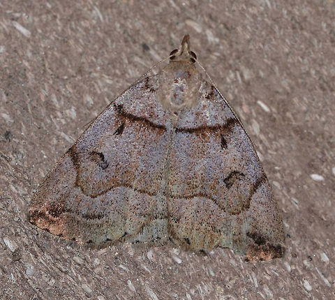 Variable Fan-Foot - Zanclognatha laevigata TL: ~20 mm. Very variable species!

Habitat: Attracted to a light in a semi-rural area Geotagged,Summer,United States,Variable Fan-Foot,Zanclognatha laevigata,moth,moth week 2019