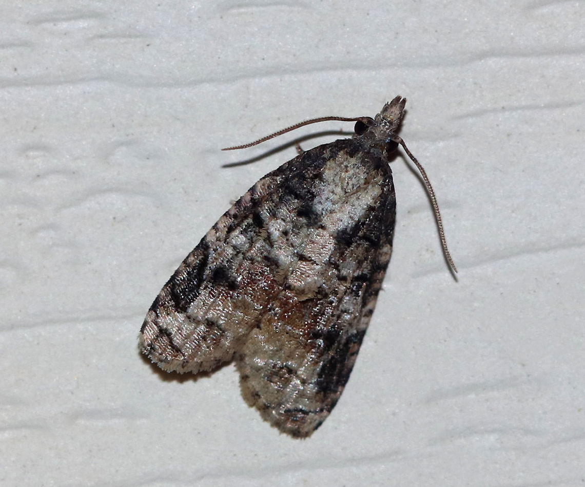 Tufted Apple Bud Moth - Platynota idaeusalis <br />
Habitat: Attracted to an incandescent light in a semi-rural area Geotagged,Platynota idaeusalis,Summer,Tufted apple bud moth,United States,moth,moth week 2019