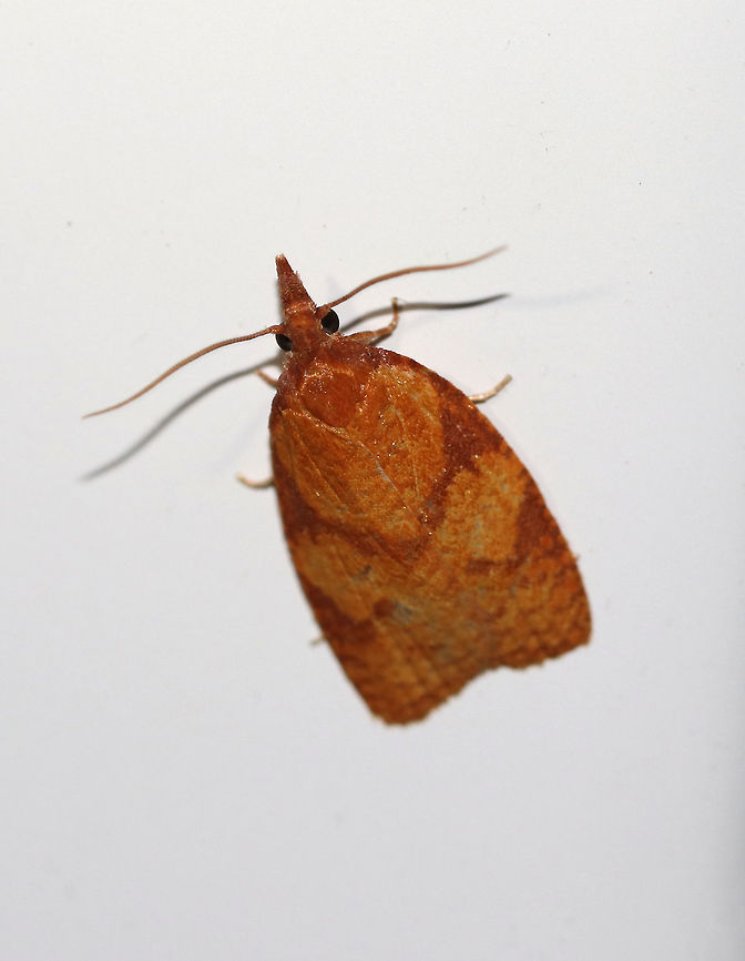 Chokecherry Leafroller Moth - Sparganothis directana Habitat: Attracted to a 395 nm LED light in a semi-rural area Chokecherry Leafroller Moth,Geotagged,Sparganothis directana,Summer,United States,moth,moth week 2019,tortricidae