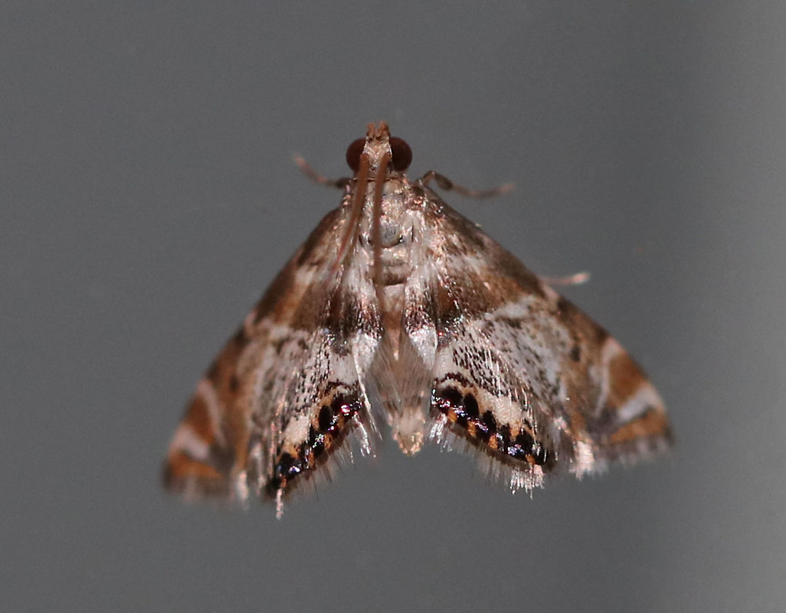 Two-banded Petrophila - Petrophila bifascialis TL: ~10 mm. Hosts: Diatoms and algae<br />
<br />
Habitat: Attracted to a 395 nm LED light in a semi-rural area. Geotagged,Petrophila bifascialis,Summer,Two-banded petrophila moth,United States,moth,moth week 2019