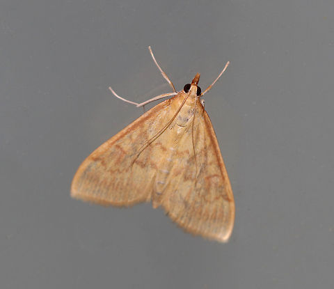 European Corn Borer  - Ostrinia nubilalis Length: 15 mm. This species is sexually dimorphic. 

Habitat: Attracted to an LED light (395 nm) in a semi-rural area European corn borer,Geotagged,Ostrinia nubilalis,Summer,United States,moth,moth week 2019