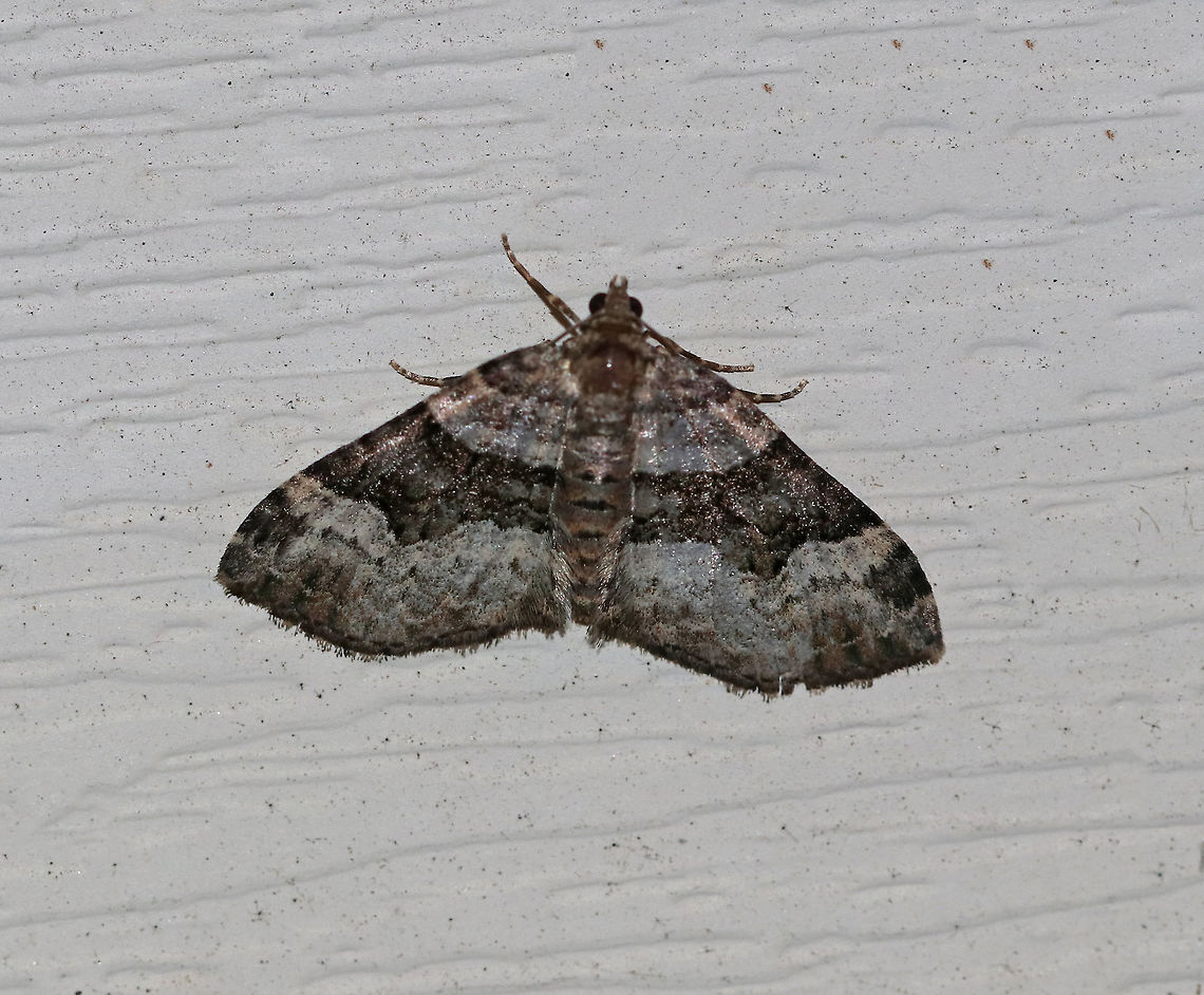 Toothed Brown Carpet - Xanthorhoe lacustrata <br />
Wingspan: ~20 mm. Pale gray forewings with brown inner basal patch and shading beyond the scalloped, white subterminal line. Brown subapical patch and subterminal spots are diffuse.<br />
<br />
Habitat: Attracted to a 395 nm LED light in a rural area. Geotagged,Summer,Toothed Brown Carpet,United States,Xanthorhoe lacustrata,moth,moth week 2019