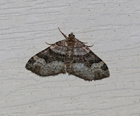 Toothed Brown Carpet - Xanthorhoe lacustrata 
Wingspan: ~20 mm. Pale gray forewings with brown inner basal patch and shading beyond the scalloped, white subterminal line. Brown subapical patch and subterminal spots are diffuse.

Habitat: Attracted to a 395 nm LED light in a rural area. Geotagged,Summer,Toothed Brown Carpet,United States,Xanthorhoe lacustrata,moth,moth week 2019