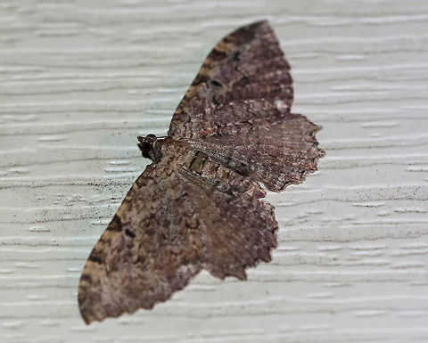 Barberry Geometer - Coryphista meadii WS: ~30-35 mm. FW was brownish. Outer section of PM had outward-pointing tooth.

Habitat: Attracted to a 395 nm LED light in a rural area Barberry Geometer,Coryphista meadii,Geotagged,Summer,United States,moth,moth week 2019