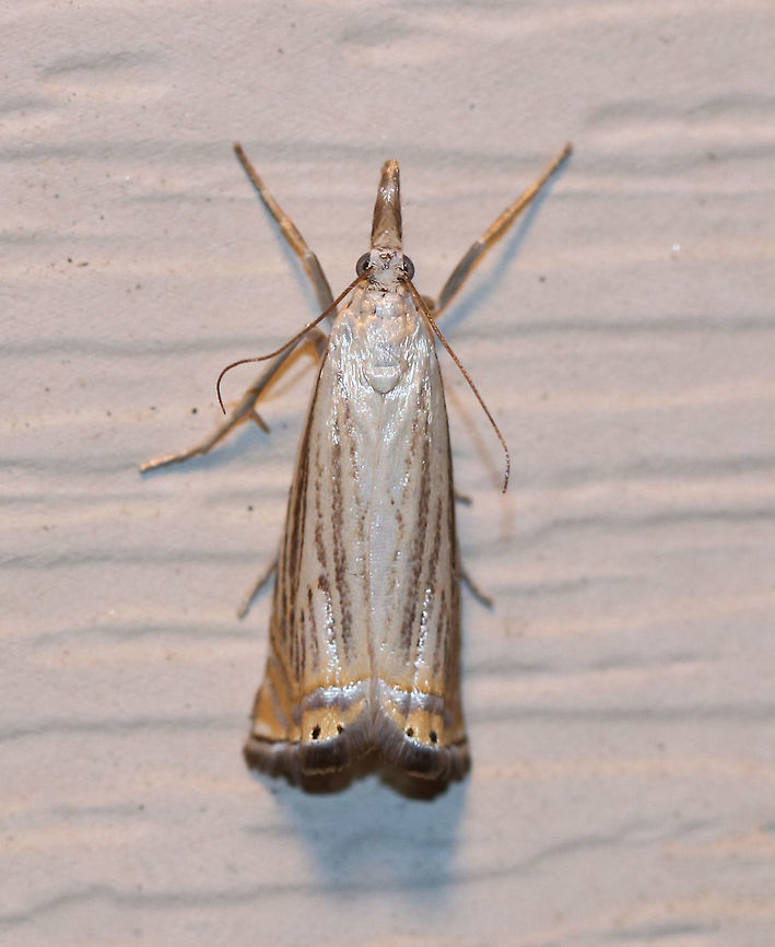 Topiary Grass-Veneer - Chrysoteuchia topiarius TL: Shiny FW with orange beyond angled silver ST line. Dark streaks along veins. Hosts: Grasses and herbaceous plants, such as blueberry and cranberry.<br />
<br />
Habitat: Attracted to a 395 nm LED light in a semi-rural area. Chrysoteuchia,Chrysoteuchia topiarius,Geotagged,Summer,Topiary Grass-Veneer,United States,moth,moth week 2019