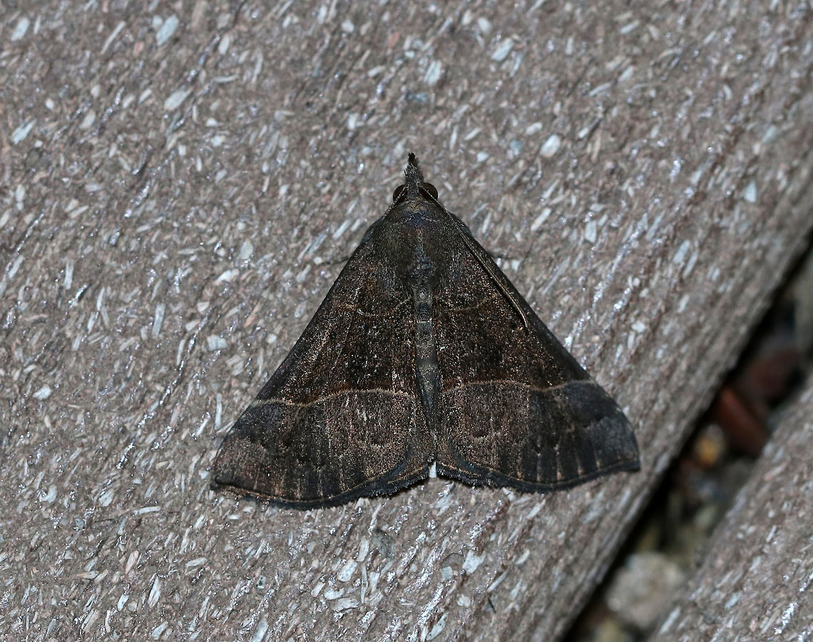 Deceptive Snout (Male) - Hypena deceptalis TL: ~17 mm. Sexually dimorphic. Males have dark brown FW peppered with black scales. PM line is nearly straight and the AM line is kinked. Host: Basswood.<br />
<br />
Habitat: Attracted to a 395 nm LED light in a semi-rural area<br />
<figure class="photo"><a href="https://www.jungledragon.com/image/82317/deceptive_snout_female_-_hypena_deceptalis.html" title="Deceptive Snout (Female) - Hypena deceptalis"><img src="https://s3.amazonaws.com/media.jungledragon.com/images/3232/82317_thumb.jpg?AWSAccessKeyId=05GMT0V3GWVNE7GGM1R2&Expires=1759968010&Signature=6ZomgfNaQAYd4DJokuk2mOuf2NA%3D" width="152" height="152" alt="Deceptive Snout (Female) - Hypena deceptalis TL: ~20 mm. Sexually dimorphic. Females are lighter than males, especially beyond the PM line. PM line is nearly straight and the AM line is kinked. Host: Basswood.<br />
<br />
Habitat: Attracted to a 395 nm LED light in a semi-rural area<br />
<br />
Male seen on the same night:<br />
https://www.jungledragon.com/image/82315/deceptive_snout_male_-_hypena_deceptalis.html Deceptive Snout,Geotagged,Hypena deceptalis,Summer,United States,hypena,moth,moth week 2019" /></a></figure> Geotagged,Hypena,Hypena deceptalis,Summer,United States,deceptive snout,moth,moth week 2019