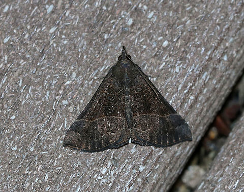 Deceptive Snout (Male) - Hypena deceptalis TL: ~17 mm. Sexually dimorphic. Males have dark brown FW peppered with black scales. PM line is nearly straight and the AM line is kinked. Host: Basswood.

Habitat: Attracted to a 395 nm LED light in a semi-rural area
https://www.jungledragon.com/image/82317/deceptive_snout_female_-_hypena_deceptalis.html Geotagged,Hypena,Hypena deceptalis,Summer,United States,deceptive snout,moth,moth week 2019