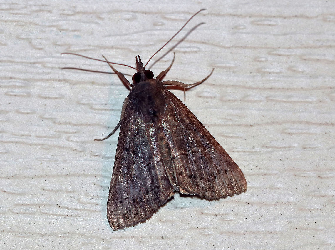 Green Cloverworm Moth - Hypena scabra *Tentative and assumed ID*<br />
<br />
Habitat: Attracted to a black light in a semi-rural area<br />
 Geotagged,Green Cloverworm,Hypena scabra,Summer,United States,hypena,moth,moth week 2019