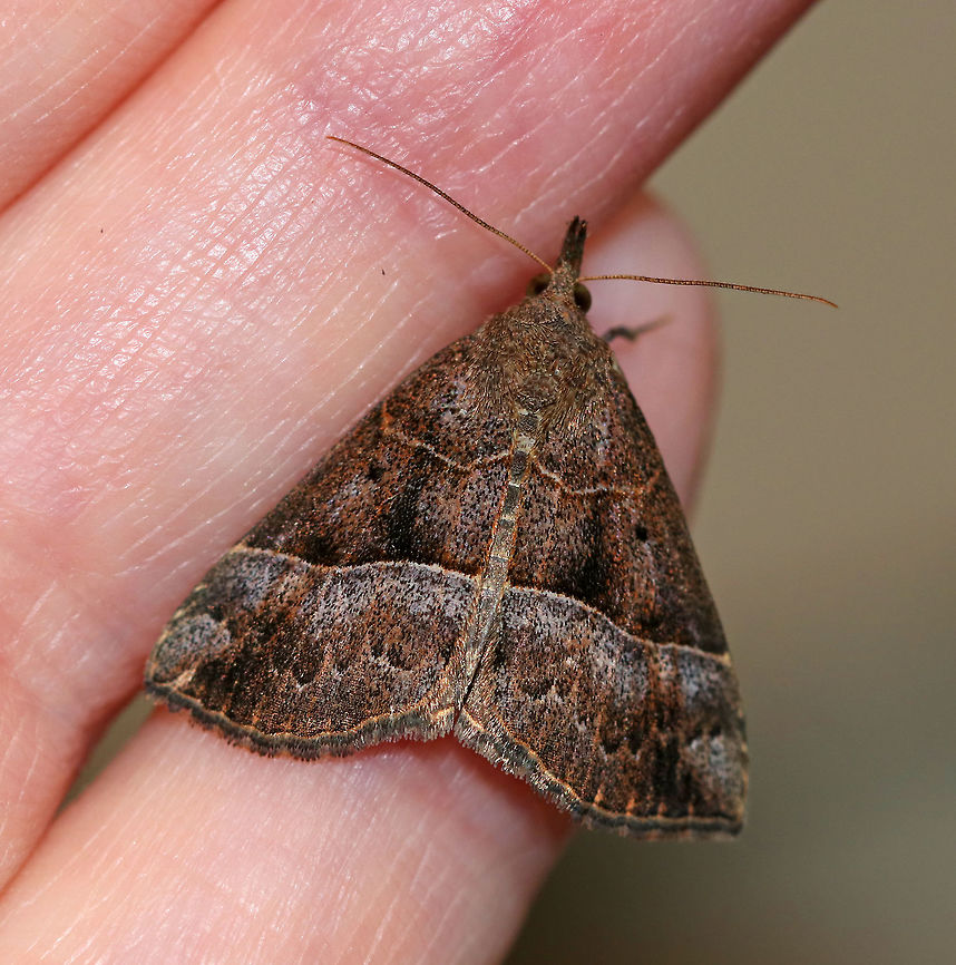 Deceptive Snout (Female) - Hypena deceptalis TL: ~20 mm. Sexually dimorphic. Females are lighter than males, especially beyond the PM line. PM line is nearly straight and the AM line is kinked. Host: Basswood.<br />
<br />
Habitat: Attracted to a 395 nm LED light in a semi-rural area<br />
<br />
Male seen on the same night:<br />
<figure class="photo"><a href="https://www.jungledragon.com/image/82315/deceptive_snout_male_-_hypena_deceptalis.html" title="Deceptive Snout (Male) - Hypena deceptalis"><img src="https://s3.amazonaws.com/media.jungledragon.com/images/3232/82315_thumb.jpg?AWSAccessKeyId=05GMT0V3GWVNE7GGM1R2&Expires=1759968010&Signature=WsbVzZPDeWdcPDygwJ5LkdHbeTU%3D" width="200" height="158" alt="Deceptive Snout (Male) - Hypena deceptalis TL: ~17 mm. Sexually dimorphic. Males have dark brown FW peppered with black scales. PM line is nearly straight and the AM line is kinked. Host: Basswood.<br />
<br />
Habitat: Attracted to a 395 nm LED light in a semi-rural area<br />
https://www.jungledragon.com/image/82317/deceptive_snout_female_-_hypena_deceptalis.html Geotagged,Hypena,Hypena deceptalis,Summer,United States,deceptive snout,moth,moth week 2019" /></a></figure> Deceptive Snout,Geotagged,Hypena deceptalis,Summer,United States,hypena,moth,moth week 2019