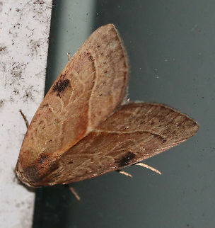 Wedgling Moth (Galgula partita) Habitat: Attracted to a 395 nm LED light in a semi-rural area Galgula partita,Geotagged,Summer,United States,Wedgling Moth,moth,moth week 2019