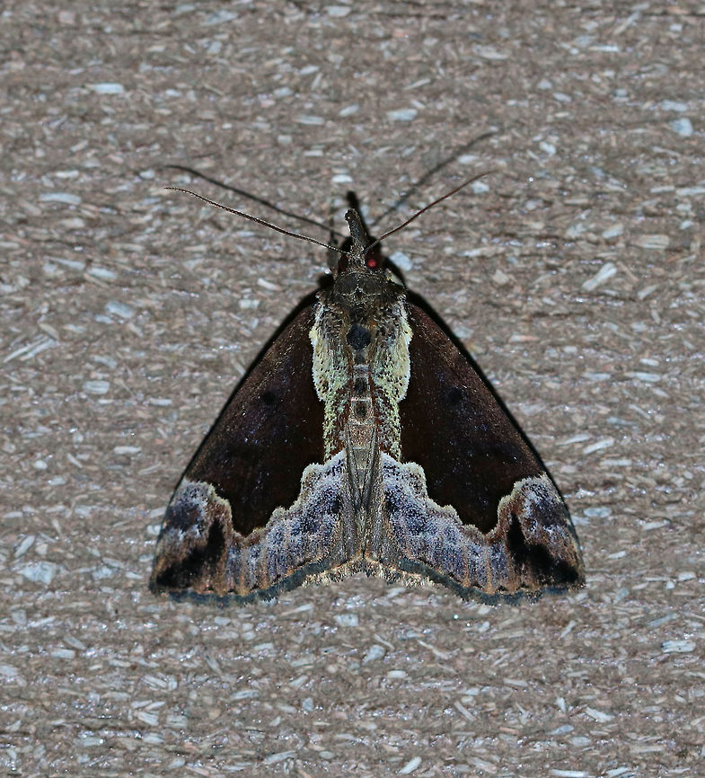Baltimore Snout - Hypena baltimoralis TL: ~18 mm. This moth had totally different coloration than the one I spotted earlier this summer!  FW was dark brown and had a green median area. PM area was blue, white, and brown. Host: Maple<br />
<br />
Habitat: Attracted to a 395 nm LED light in a semi-rural area Geotagged,Hypena baltimoralis,Summer,United States,moth week 2019