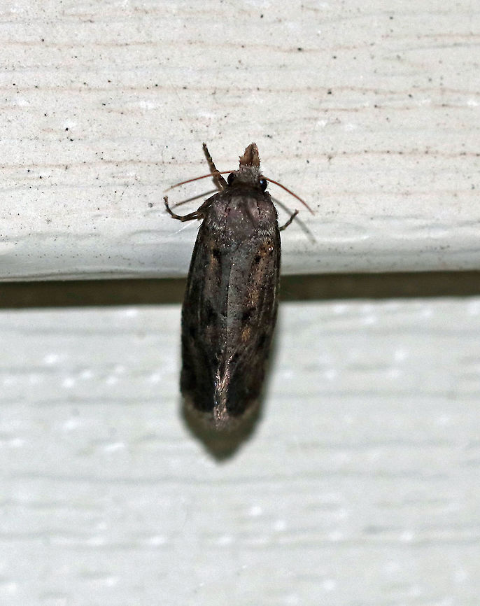 Unidentified Moth - Hofmannophila pseudospretella?? Habitat: Attracted to a 395 nm LED light in a semi-rural area Geotagged,Summer,United States,moth,moth week 2019