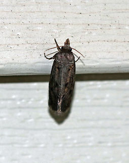 Unidentified Moth - Hofmannophila pseudospretella?? Habitat: Attracted to a 395 nm LED light in a semi-rural area Geotagged,Summer,United States,moth,moth week 2019