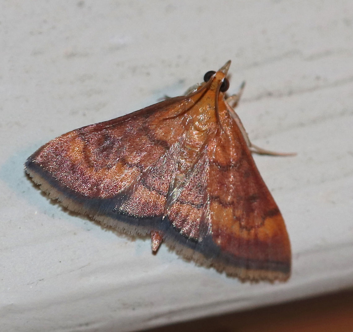 Variable Reddish Pyrausta Moth - Pyrausta rubricalis TL: ~15 mm. <br />
<br />
Habitat: Attracted to an incandescent light in a semi-rural area Geotagged,Pyrausta rubricalis,Summer,United States,Variable Reddish Pyrausta Moth,moth,moth week 2019
