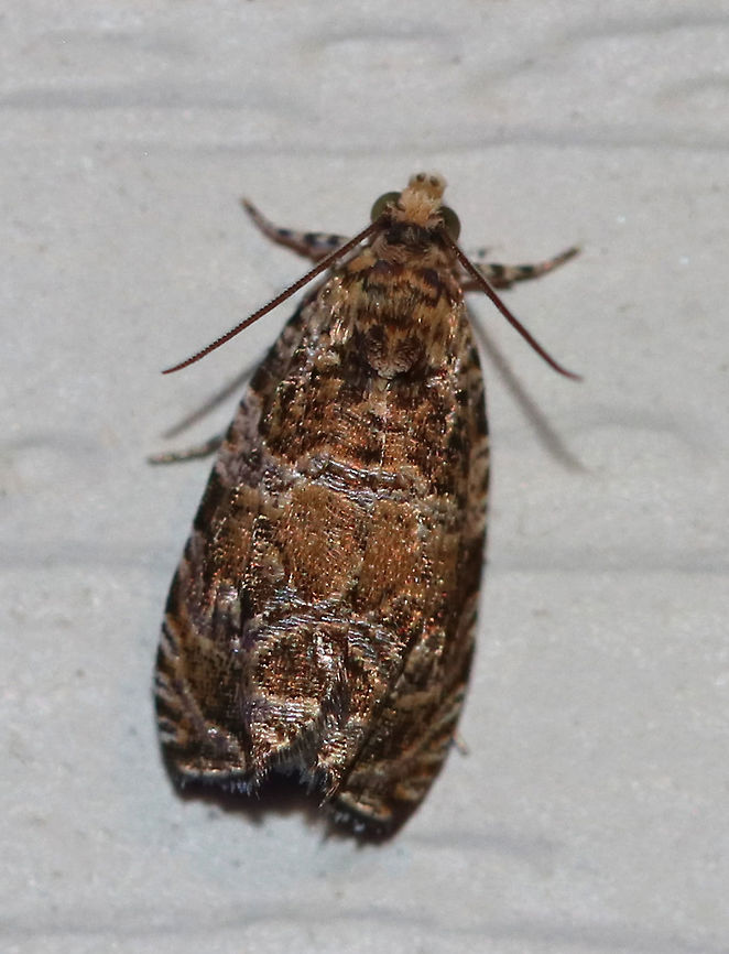 Unidentified Moth - Family Tortricidae, Subfamily Olethreutinae Habitat: Attracted to a 395 nm LED light in a semi-rural area<br />
<br />
Very similar to this one:<br />
<figure class="photo"><a href="https://www.jungledragon.com/image/82280/raspberry_leafroller_moth_-_olethreutes_permundana.html" title="Raspberry Leafroller Moth - Olethreutes permundana"><img src="https://s3.amazonaws.com/media.jungledragon.com/images/3232/82280_thumb.jpg?AWSAccessKeyId=05GMT0V3GWVNE7GGM1R2&Expires=1759968010&Signature=pTtLjoLtLCfRxEqqI2JtG9qpVgY%3D" width="120" height="152" alt="Raspberry Leafroller Moth - Olethreutes permundana Habitat: Resting on vegetation in a small, rural garden bordering a mixed, swampy forest. Geotagged,Olethreutes permundana,Raspberry Leafroller Moth,Summer,United States,moth,moth week 2019" /></a></figure><br />
 Geotagged,Summer,United States,moth,moth week 2019