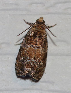 Unidentified Moth - Family Tortricidae, Subfamily Olethreutinae Habitat: Attracted to a 395 nm LED light in a semi-rural area

Very similar to this one:
https://www.jungledragon.com/image/82280/unidentified_moth_-_family_tortricidae.html
 Geotagged,Summer,United States,moth,moth week 2019