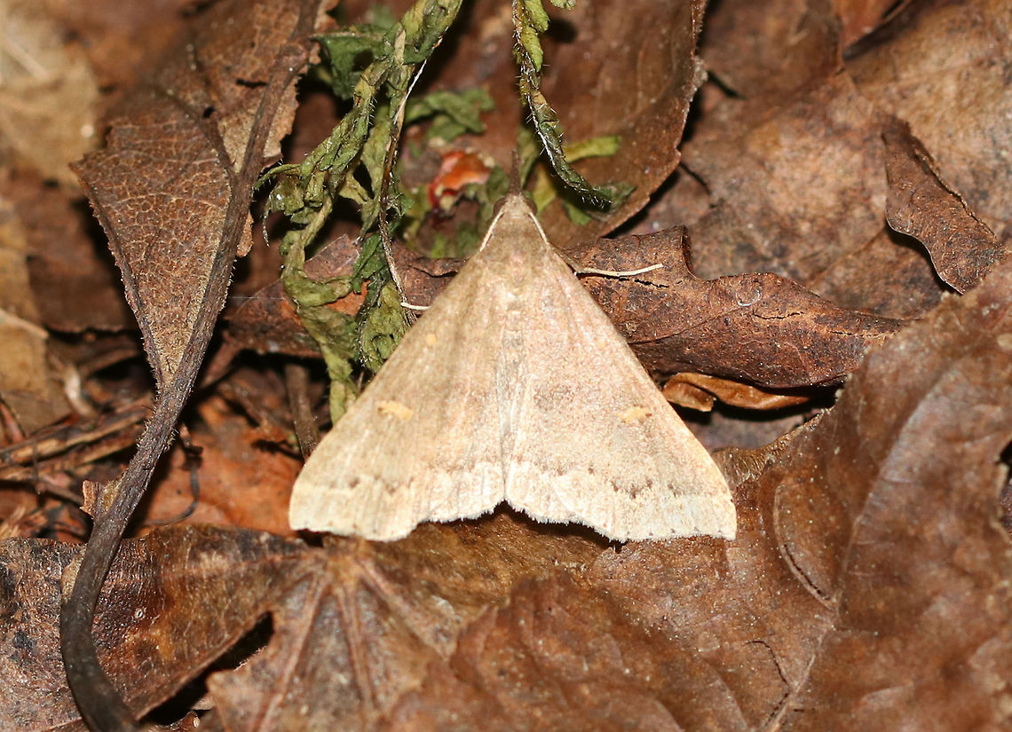 Gray Renia - Renia adspergillus Wingspan: ~22 mm. This individual was definitely more tan than gray...<br />
<br />
Habitat: Resting in the leaf litter in a deciduous forest. There were lots of them fluttering around. Geotagged,Gray Renia,Renia,Renia adspergillus,Summer,United States,moth,moth week 2019