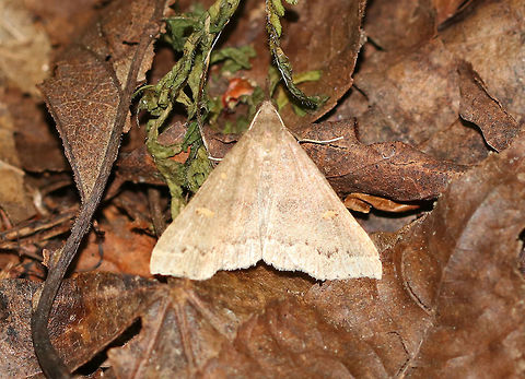 Gray Renia - Renia adspergillus Wingspan: ~22 mm. This individual was definitely more tan than gray...

Habitat: Resting in the leaf litter in a deciduous forest. There were lots of them fluttering around. Geotagged,Gray Renia,Renia,Renia adspergillus,Summer,United States,moth,moth week 2019