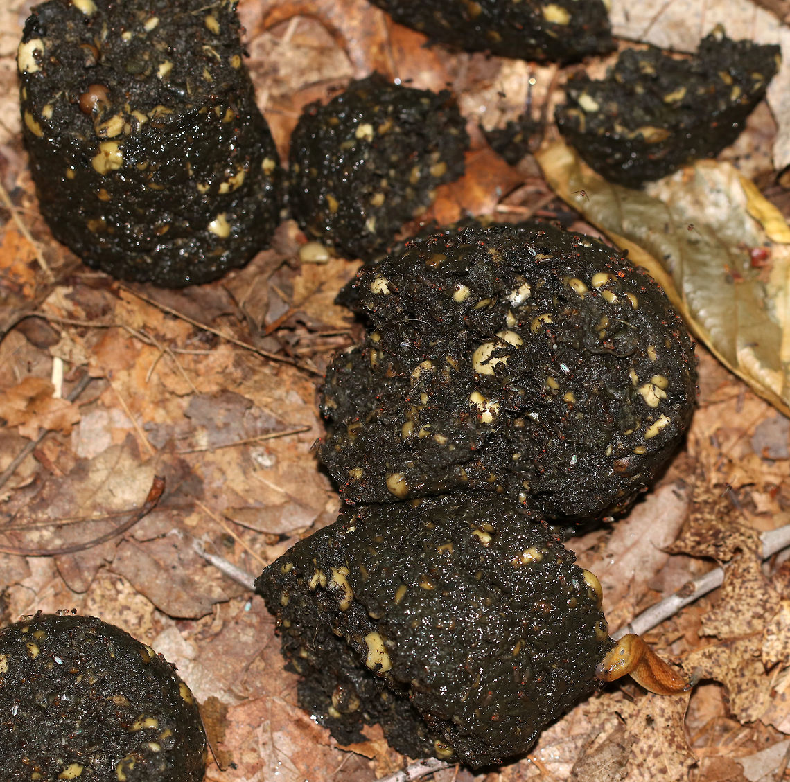 Black Bear (Ursus americanus) Scat This is a good example of tubular black bear scat. It was full of nuts and seeds. Each piece had about a 6 cm diameter. There were 8 pieces altogether. It was very moist and fresh.<br />
<br />
Habitat: On the ground in a deciduous forest. Geotagged,Summer,United States,Ursus americanus,Ursus americanus scat,Ursus scat,bear scat,black bear scat,poop,scat,ursus