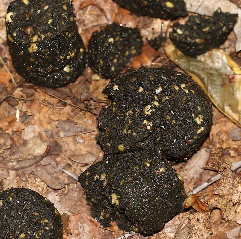 Black Bear (Ursus americanus) Scat This is a good example of tubular black bear scat. It was full of nuts and seeds. Each piece had about a 6 cm diameter. There were 8 pieces altogether. It was very moist and fresh.

Habitat: On the ground in a deciduous forest. Geotagged,Summer,United States,Ursus americanus,Ursus americanus scat,Ursus scat,bear scat,black bear scat,poop,scat,ursus