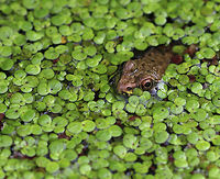Green Frog - Lithobates clamitans Habitat: Small, man-made pond that is frequently populated by frogs<br />
https://www.jungledragon.com/image/82361/green_frog_-_lithobates_clamitans.html Geotagged,Green frog,Lithobates clamitans,Summer,United States,frog