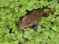 Green Frog - Lithobates clamitans Habitat: Small, man-made pond that is frequently populated by frogs<br />
https://www.jungledragon.com/image/82360/green_frog_-_lithobates_clamitans.html Geotagged,Green frog,Lithobates clamitans,Summer,United States