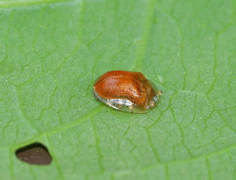 Golden Tortoise Beetle - Charidotella sexpunctata Golden orange beetle with transparent elytral margins. 

Habitat: On morning glory at a forest edge
https://www.jungledragon.com/image/82367/golden_tortoise_beetle_-_charidotella_sexpunctata.html
https://www.jungledragon.com/image/82366/golden_tortoise_beetle_-_charidotella_sexpunctata.html Charidotella sexpunctata,Geotagged,Golden Tortoise Beetle,Spring,United States