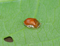 Golden Tortoise Beetle - Charidotella sexpunctata Golden orange beetle with transparent elytral margins. <br />
<br />
Habitat: On morning glory at a forest edge<br />
https://www.jungledragon.com/image/82367/golden_tortoise_beetle_-_charidotella_sexpunctata.html<br />
https://www.jungledragon.com/image/82366/golden_tortoise_beetle_-_charidotella_sexpunctata.html Charidotella sexpunctata,Geotagged,Golden Tortoise Beetle,Spring,United States