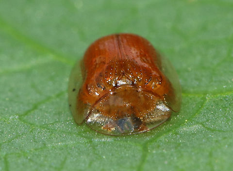 Golden Tortoise Beetle - Charidotella sexpunctata Golden orange beetle with transparent elytral margins. 

Habitat: On morning glory at a forest edge
https://www.jungledragon.com/image/82365/golden_tortoise_beetle_-_charidotella_sexpunctata.html
https://www.jungledragon.com/image/82367/golden_tortoise_beetle_-_charidotella_sexpunctata.html Charidotella sexpunctata,Geotagged,Golden Tortoise Beetle,Spring,United States