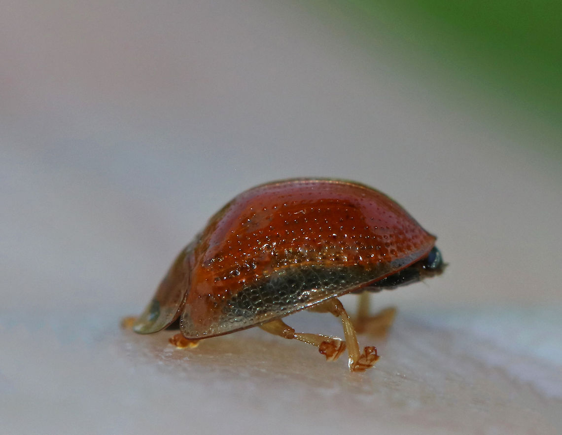 Golden Tortoise Beetle - Charidotella sexpunctata It was very cute walking with its head down...not sure if this is normal, or just a  personal preference for this individual.<br />
<br />
Golden orange beetle with transparent elytral margins. <br />
<br />
Habitat: On morning glory at a forest edge<br />
<figure class="photo"><a href="https://www.jungledragon.com/image/82365/golden_tortoise_beetle_-_charidotella_sexpunctata.html" title="Golden Tortoise Beetle - Charidotella sexpunctata"><img src="https://s3.amazonaws.com/media.jungledragon.com/images/3232/82365_thumb.jpg?AWSAccessKeyId=05GMT0V3GWVNE7GGM1R2&Expires=1759968010&Signature=Yhi%2BSdrl91fNAHwLXxv1xZwUyVo%3D" width="200" height="154" alt="Golden Tortoise Beetle - Charidotella sexpunctata Golden orange beetle with transparent elytral margins. <br />
<br />
Habitat: On morning glory at a forest edge<br />
https://www.jungledragon.com/image/82367/golden_tortoise_beetle_-_charidotella_sexpunctata.html<br />
https://www.jungledragon.com/image/82366/golden_tortoise_beetle_-_charidotella_sexpunctata.html Charidotella sexpunctata,Geotagged,Golden Tortoise Beetle,Spring,United States" /></a></figure><br />
<figure class="photo"><a href="https://www.jungledragon.com/image/82366/golden_tortoise_beetle_-_charidotella_sexpunctata.html" title="Golden Tortoise Beetle - Charidotella sexpunctata"><img src="https://s3.amazonaws.com/media.jungledragon.com/images/3232/82366_thumb.jpg?AWSAccessKeyId=05GMT0V3GWVNE7GGM1R2&Expires=1759968010&Signature=N2BSa4SbkvAhtw0DFnKSXN3PkW4%3D" width="200" height="148" alt="Golden Tortoise Beetle - Charidotella sexpunctata Golden orange beetle with transparent elytral margins. <br />
<br />
Habitat: On morning glory at a forest edge<br />
https://www.jungledragon.com/image/82365/golden_tortoise_beetle_-_charidotella_sexpunctata.html<br />
https://www.jungledragon.com/image/82367/golden_tortoise_beetle_-_charidotella_sexpunctata.html Charidotella sexpunctata,Geotagged,Golden Tortoise Beetle,Spring,United States" /></a></figure> Charidotella sexpunctata,Geotagged,Golden Tortoise Beetle,Spring,United States