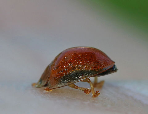 Golden Tortoise Beetle - Charidotella sexpunctata It was very cute walking with its head down...not sure if this is normal, or just a  personal preference for this individual.

Golden orange beetle with transparent elytral margins. 

Habitat: On morning glory at a forest edge
https://www.jungledragon.com/image/82365/golden_tortoise_beetle_-_charidotella_sexpunctata.html
https://www.jungledragon.com/image/82366/golden_tortoise_beetle_-_charidotella_sexpunctata.html Charidotella sexpunctata,Geotagged,Golden Tortoise Beetle,Spring,United States