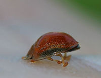 Golden Tortoise Beetle - Charidotella sexpunctata It was very cute walking with its head down...not sure if this is normal, or just a  personal preference for this individual.<br />
<br />
Golden orange beetle with transparent elytral margins. <br />
<br />
Habitat: On morning glory at a forest edge<br />
https://www.jungledragon.com/image/82365/golden_tortoise_beetle_-_charidotella_sexpunctata.html<br />
https://www.jungledragon.com/image/82366/golden_tortoise_beetle_-_charidotella_sexpunctata.html Charidotella sexpunctata,Geotagged,Golden Tortoise Beetle,Spring,United States