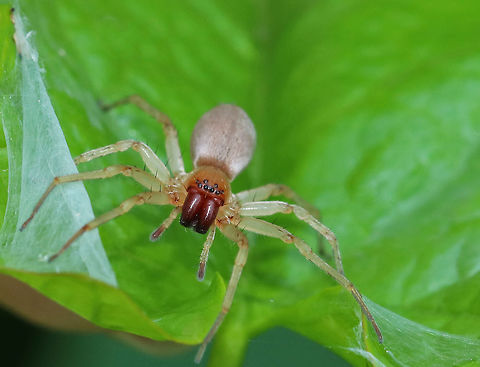 Leafcurling Sac Spider - Clubiona sp. I have no idea if it's possible to get this spider to species without dissection. 

Habitat: Morning glory plant near a forest edge
https://www.jungledragon.com/image/82369/leafcurling_sac_spider_-_clubiona_sp.html Clubiona,Geotagged,Leafcurling Sac Spider,Spring,United States,spider