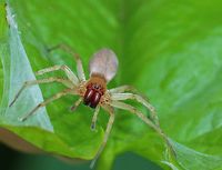 Leafcurling Sac Spider - Clubiona sp. I have no idea if it's possible to get this spider to species without dissection. <br />
<br />
Habitat: Morning glory plant near a forest edge<br />
https://www.jungledragon.com/image/82369/leafcurling_sac_spider_-_clubiona_sp.html Clubiona,Geotagged,Leafcurling Sac Spider,Spring,United States,spider