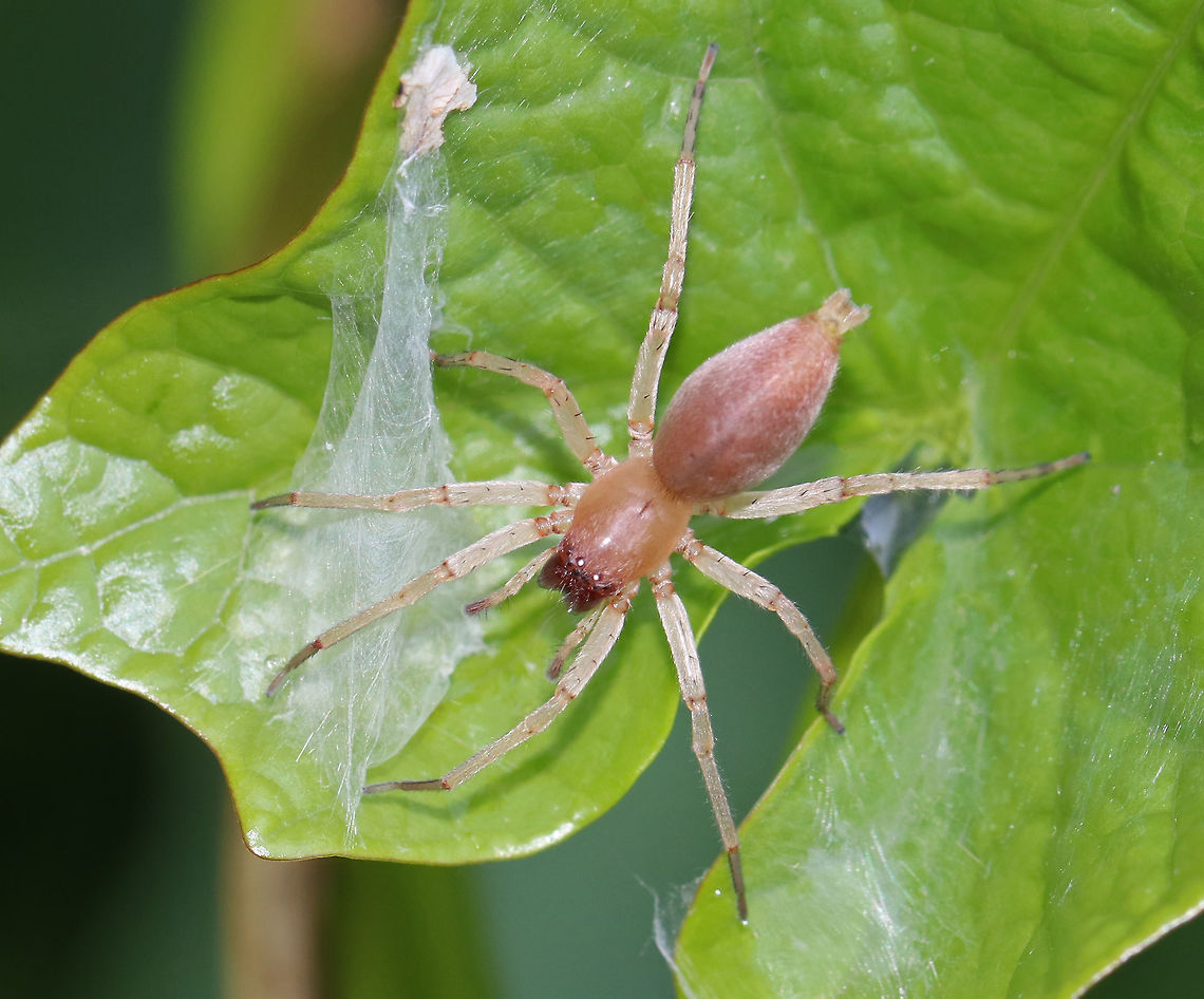 Leafcurling Sac Spider - Clubiona sp. I have no idea if it&#039;s possible to get this spider to species without dissection. <br />
<br />
Habitat: Morning glory plant near a forest edge<br />
<figure class="photo"><a href="https://www.jungledragon.com/image/82368/leafcurling_sac_spider_-_clubiona_sp.html" title="Leafcurling Sac Spider - Clubiona sp."><img src="https://s3.amazonaws.com/media.jungledragon.com/images/3232/82368_thumb.jpg?AWSAccessKeyId=05GMT0V3GWVNE7GGM1R2&Expires=1765411210&Signature=cqn7mhjS4wSpyKedTAvbhadec4M%3D" width="200" height="154" alt="Leafcurling Sac Spider - Clubiona sp. I have no idea if it&#039;s possible to get this spider to species without dissection. <br />
<br />
Habitat: Morning glory plant near a forest edge<br />
https://www.jungledragon.com/image/82369/leafcurling_sac_spider_-_clubiona_sp.html Clubiona,Geotagged,Leafcurling Sac Spider,Spring,United States,spider" /></a></figure><br />
 Geotagged,Spring,United States