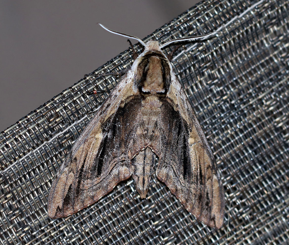 Elm Sphinx - Ceratomia amyntor TL: ~60 mm. Brown FW streaked with olive in median area. Black dashes from base to apex. White, bar-shaped reniform spot. Hosts: Elm, birch, cherry, and basswood.<br />
<br />
Habitat: Attracted to a 395 nm LED light in a semi-rural area<br />
<figure class="photo"><a href="https://www.jungledragon.com/image/82371/elm_sphinx_-_ceratomia_amyntor.html" title="Elm Sphinx - Ceratomia amyntor"><img src="https://s3.amazonaws.com/media.jungledragon.com/images/3232/82371_thumb.jpg?AWSAccessKeyId=05GMT0V3GWVNE7GGM1R2&Expires=1763596810&Signature=8omqNS3h2Zb4vEU4CNWN%2Bro9wRk%3D" width="200" height="152" alt="Elm Sphinx - Ceratomia amyntor TL: ~60 mm. Brown FW streaked with olive in median area. Black dashes from base to apex. White, bar-shaped reniform spot. Hosts: Elm, birch, cherry, and basswood.<br />
<br />
Habitat: Attracted to a 395 nm LED light in a semi-rural area<br />
https://www.jungledragon.com/image/82370/elm_sphinx_-_ceratomia_amyntor.html Ceratomia amyntor,Elm sphinx,Geotagged,Summer,United States,moth week 2019" /></a></figure> Ceratomia amyntor,Elm sphinx,Geotagged,Summer,United States,moth,moth week 2019