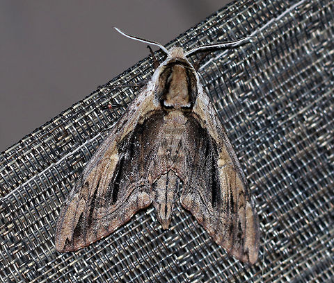 Elm Sphinx - Ceratomia amyntor TL: ~60 mm. Brown FW streaked with olive in median area. Black dashes from base to apex. White, bar-shaped reniform spot. Hosts: Elm, birch, cherry, and basswood.

Habitat: Attracted to a 395 nm LED light in a semi-rural area
https://www.jungledragon.com/image/82371/elm_sphinx_-_ceratomia_amyntor.html Ceratomia amyntor,Elm sphinx,Geotagged,Summer,United States,moth,moth week 2019