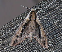 Elm Sphinx - Ceratomia amyntor TL: ~60 mm. Brown FW streaked with olive in median area. Black dashes from base to apex. White, bar-shaped reniform spot. Hosts: Elm, birch, cherry, and basswood.<br />
<br />
Habitat: Attracted to a 395 nm LED light in a semi-rural area<br />
https://www.jungledragon.com/image/82371/elm_sphinx_-_ceratomia_amyntor.html Ceratomia amyntor,Elm sphinx,Geotagged,Summer,United States,moth,moth week 2019