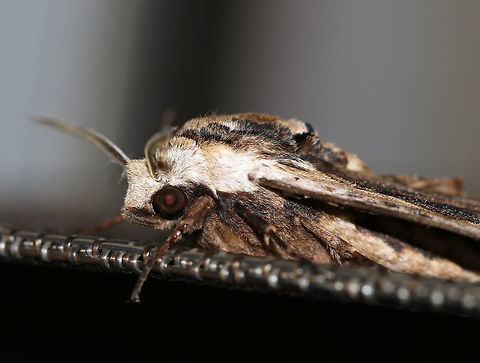 Elm Sphinx - Ceratomia amyntor TL: ~60 mm. Brown FW streaked with olive in median area. Black dashes from base to apex. White, bar-shaped reniform spot. Hosts: Elm, birch, cherry, and basswood.

Habitat: Attracted to a 395 nm LED light in a semi-rural area
https://www.jungledragon.com/image/82370/elm_sphinx_-_ceratomia_amyntor.html Ceratomia amyntor,Elm sphinx,Geotagged,Summer,United States,moth week 2019