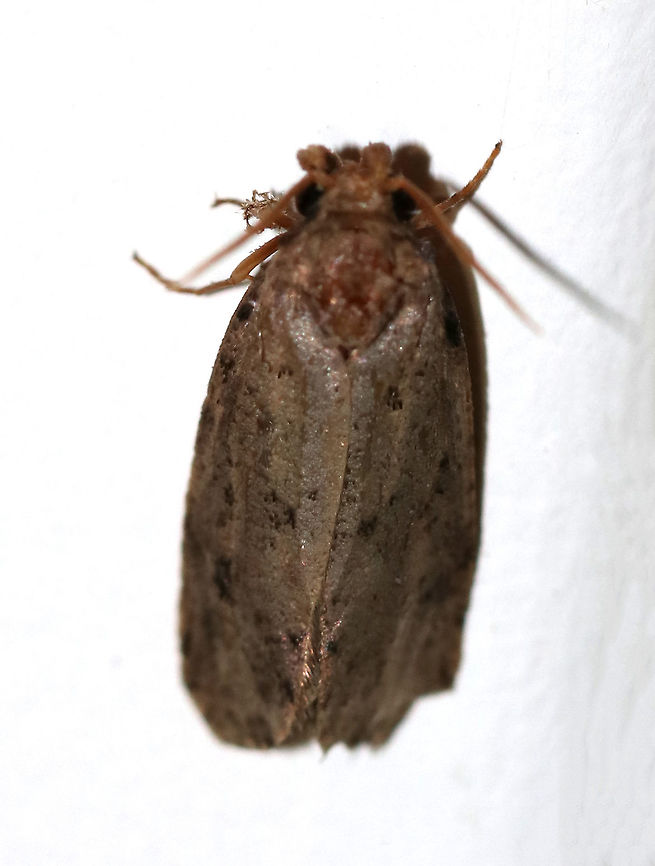 Unidentified Moth - Agonopterix thelmae? Maybe Agonopterix/Agonopterix thelmae?<br />
<br />
Habitat: Attracted to a 395 nm LED light in a semi-rural area Agonopterix,Geotagged,Summer,United States,moth,moth week 2019