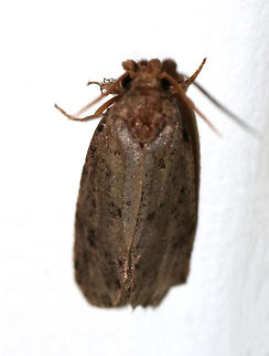 Unidentified Moth - Agonopterix thelmae? Maybe Agonopterix/Agonopterix thelmae?

Habitat: Attracted to a 395 nm LED light in a semi-rural area Agonopterix,Geotagged,Summer,United States,moth,moth week 2019