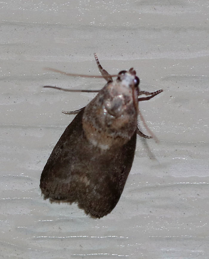 Pecan Leaf Casebearer - Acrobasis juglandis TL: ~10 mm. Peppery gray FW with slanting median line. Hosts: Black walnut, butternut, and pecan.<br />
<br />
Habitat: Attracted to a 395 nm LED light in a semi-rural area Acrobasis juglandis,Geotagged,Summer,United States,moth,moth week 2019,pecan leaf casebearer
