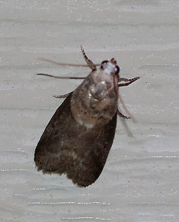 Pecan Leaf Casebearer - Acrobasis juglandis TL: ~10 mm. Peppery gray FW with slanting median line. Hosts: Black walnut, butternut, and pecan.

Habitat: Attracted to a 395 nm LED light in a semi-rural area Acrobasis juglandis,Geotagged,Summer,United States,moth,moth week 2019,pecan leaf casebearer